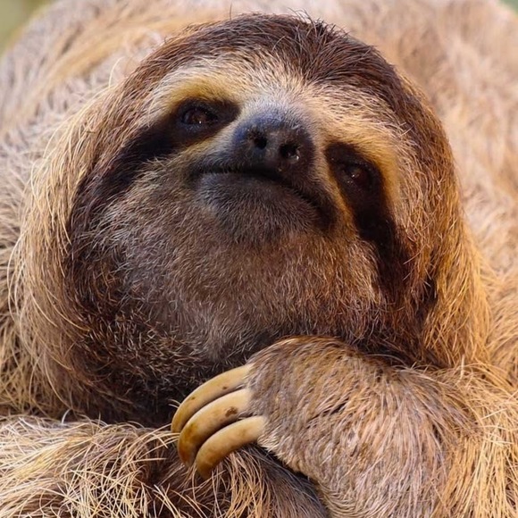 Meet your Posher, Sage - Picture 1 of 1